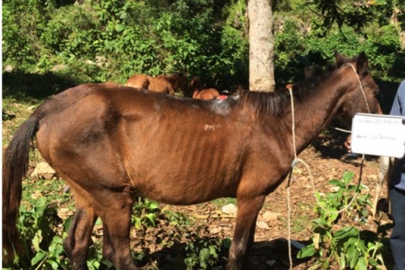 Help for Haitian Horses and People