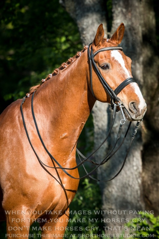Lindinhof Sales Horses: Labano & Vision