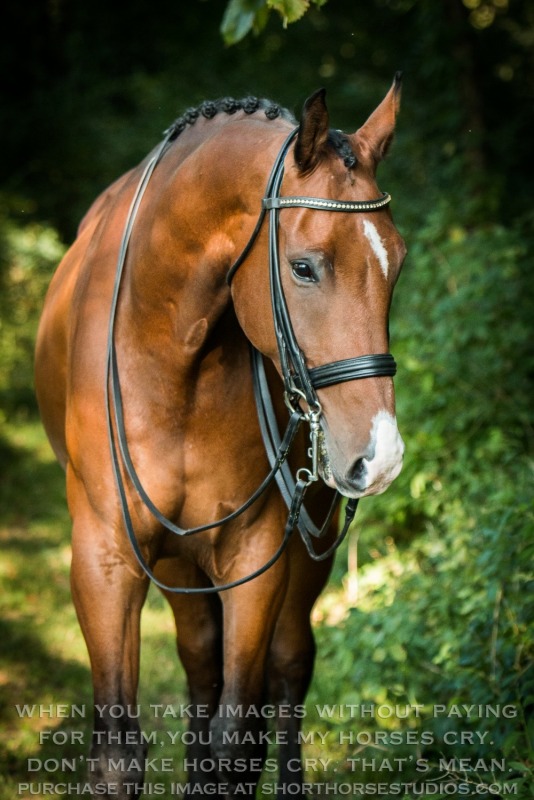 Lindinhof Sales Horses: 