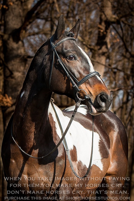 Lindinhof Sales Horse: Savannah