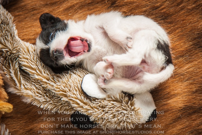 Moon Crest Terriers: April 2017