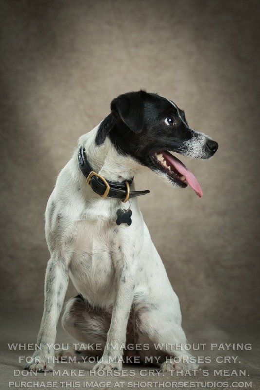 Moon Crest Terriers: August 2017