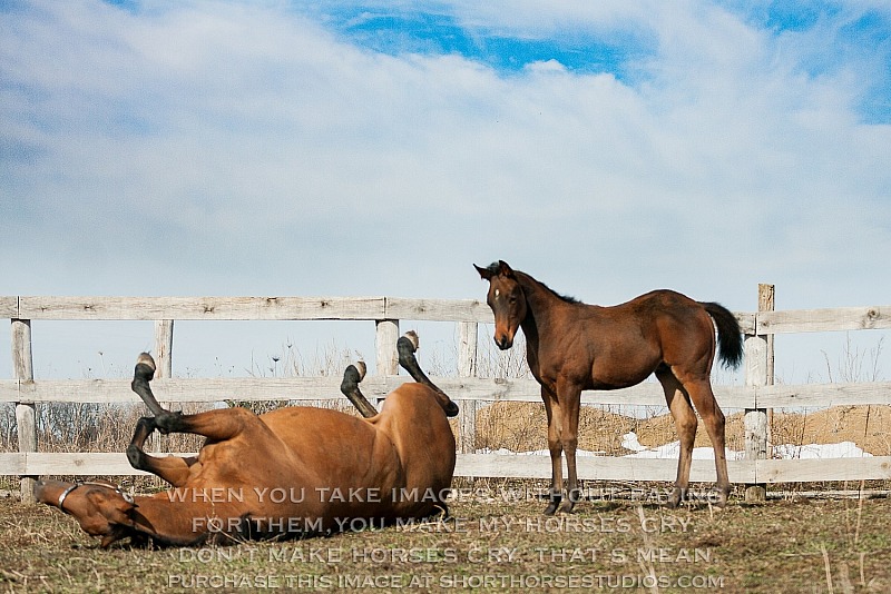Moon Crest Quarter Horses, April 2018: Ferrous