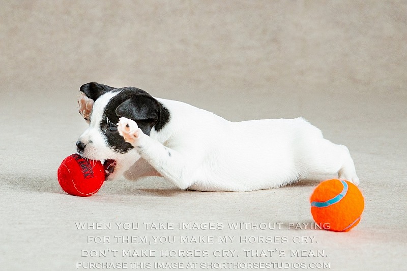 Moon Crest Jack Russell Terriers, June 2018