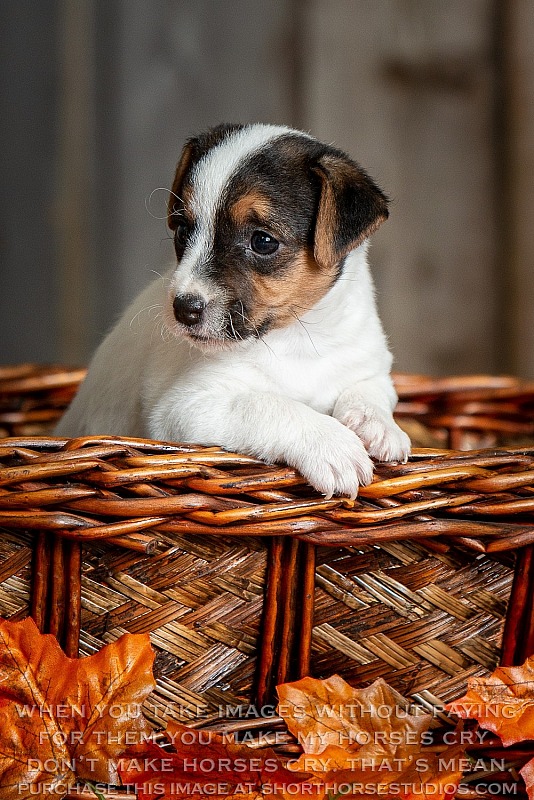Moon Crest Jack Russell Terriers, November 2018
