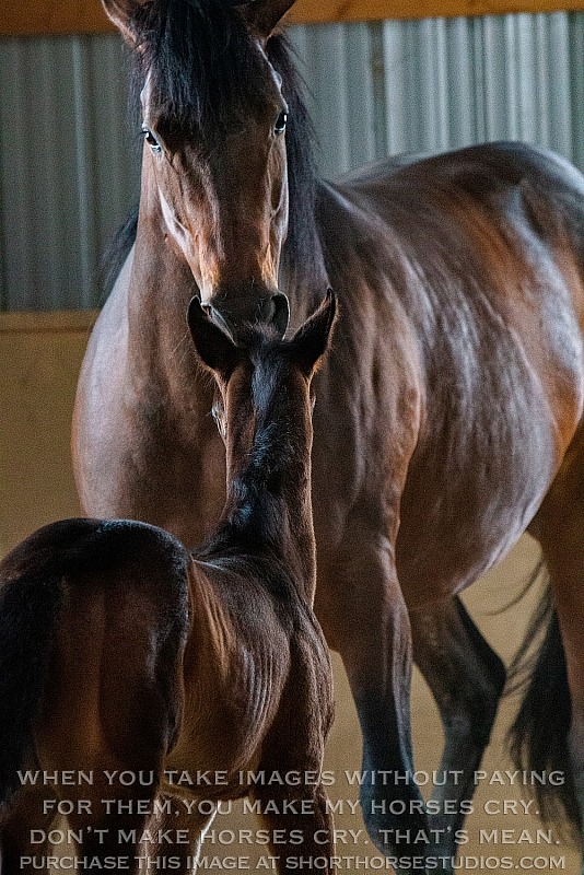 Moon Crest Quarter Horses: IE Jazz & Meridiem