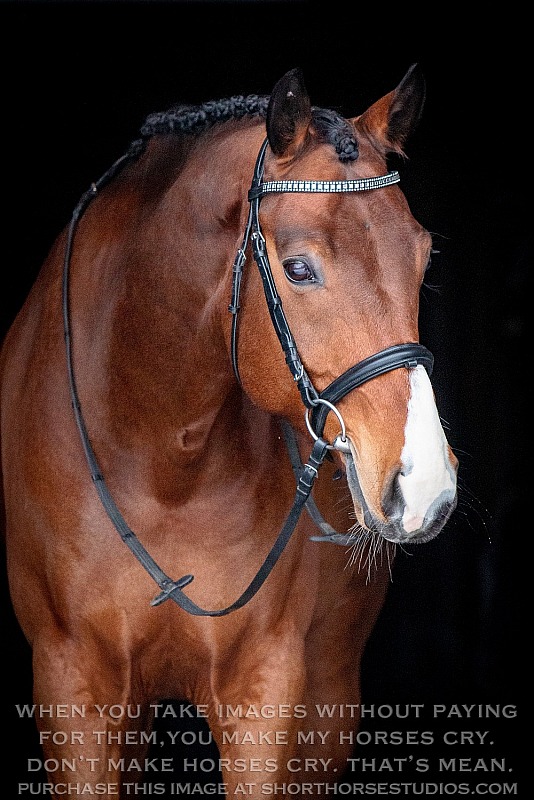 Lindinhof Sales Horse: Fritz