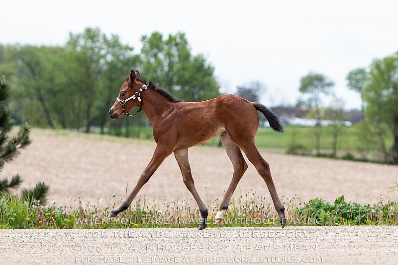 Moon Crest Quarter Horses: Jazmine