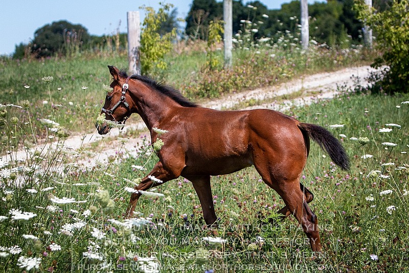 Diva & Jazmine, Moon Crest Quarter Horses