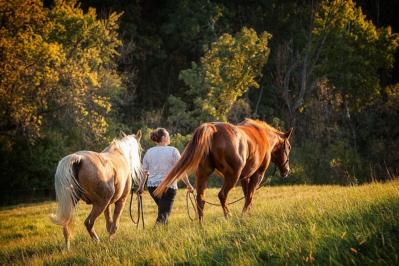 Classic Equine Portrait Session