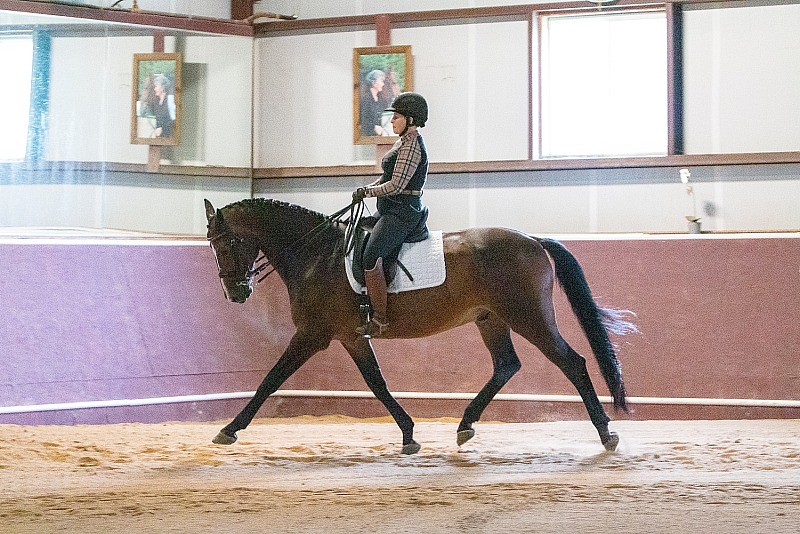 Lindinhof Sales Horse: Fig