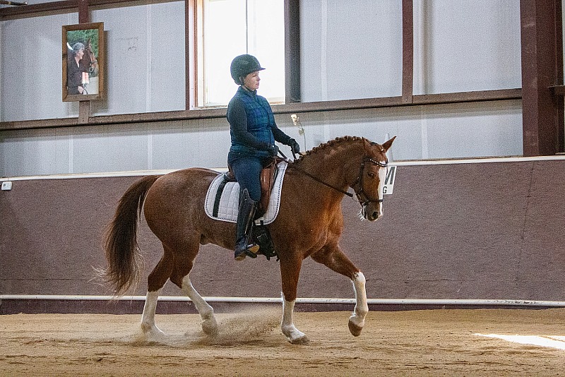 Lindinhof Sales Horse: Marciano