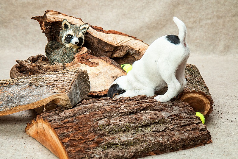 Moon Crest O'Henry x Cookies N' Cream Litter, Popeye
