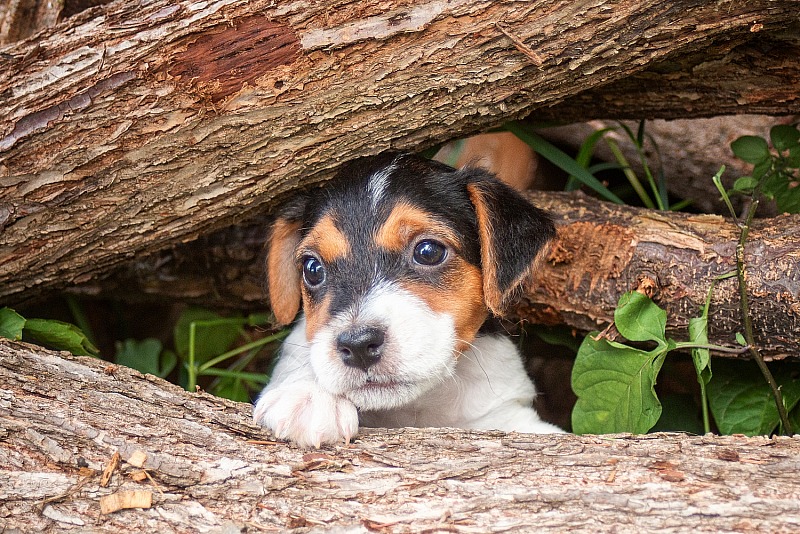 Conasauga Engage x Moon Crest Amalaya Puppies, Skor, & Patty