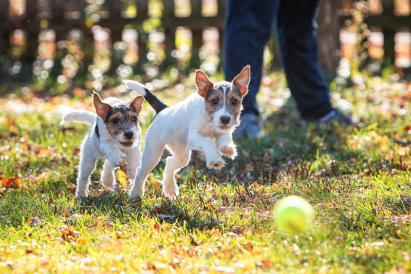 Moon Crest Jack Russell Terriers, November 2023