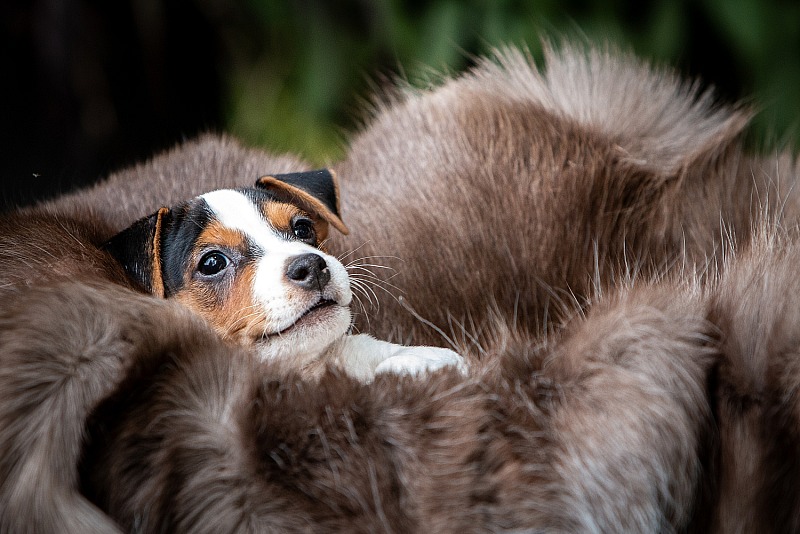 Moon Crest Jack Russell Terriers, August 2025